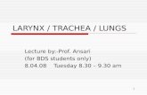 1 LARYNX / TRACHEA / LUNGS Lecture by:-Prof. Ansari (for BDS students only) 8.04.08 Tuesday 8.30 – 9.30 am.