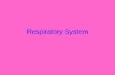 Respiratory System. The respiratory system includes tubes that remove particles from incoming air and transports air to and from the lungs and the air.