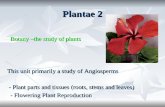 Plantae 2 Botany –the study of plants Botany –the study of plants This unit primarily a study of Angiosperms - Plant parts and tissues (roots, stems and.