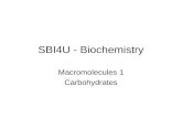 SBI4U - Biochemistry Macromolecules 1 Carbohydrates