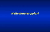 Helicobacter pylori. Background 1983-discovered by Warren and Marshall in Australia Discovery revolutionised the treatment of duodenal and gastric ulcers.