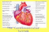 The Cardiovascular System The functions of the cardiovascular system are: – Supply oxygen to tissues from the lungs – Supply nutrients to tissues from.