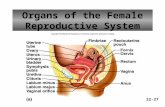 Organs of the Female Reproductive System 22-27. A.The female reproductive organs produce and transport the eggs, promote the success of fertilization.
