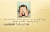 The process of a male gamete (sperm) fertilizing a female gamete (egg or ovum)