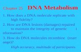 Chapter 25 DNA Metabolism 1. How does a DNA molecule replicate with high fidelity? 2. How are DNA lesions (damages) repaired to maintain the integrity.