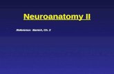 Neuroanatomy II Reference: Banich, Ch. 2. The Cerebral Cortex Frontal lobes Parietal lobes Temporal lobes Occipital lobes.