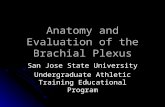 Anatomy and Evaluation of the Brachial Plexus San Jose State University Undergraduate Athletic Training Educational Program.