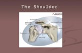 The Shoulder. Shoulder Girdle Complex There are three primary articulations Glenohumeral joint Glenohumeral joint Aromioclavicular joint Aromioclavicular.