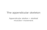 The appendicular skeleton Appendicular skelton + skeletal muscles= movement.