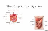 The Digestive System. Purpose of digestive system: –Converts food into small molecules that can be used by cells!! –Why do the food molecules need to.