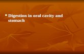 Digestion in oral cavity and stomach. Common characteristic of the mouth cavity digestion In the oral cavity take place such main processes: 1. Primary.