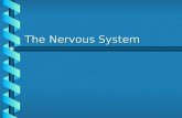The Nervous System. I. The Nervous System A. Two main divisions: Two main divisionsTwo main divisions 1.The Central Nervous System (CNS) 2.The Peripheral.