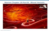 Copyright © 2010 Pearson Education, Inc. Marieb Chapter 19 Part B: Blood Vessels.