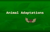 Animal Adaptations. Activity1: Adaptation Notes Adaptations = anything that helps an animal survive in their environment Structural = StructuralBehavioral.