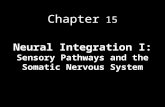 Chapter 15 Neural Integration I: Sensory Pathways and the Somatic Nervous System.