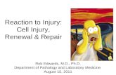 Reaction to Injury: Cell Injury, Renewal & Repair Rob Edwards, M.D., Ph.D. Department of Pathology and Laboratory Medicine August 15, 2011.