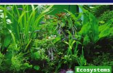AP Biology Ecosystems AP Biology Essential questions  What limits the production in ecosystems?  How do nutrients move in the ecosystem?  How does.