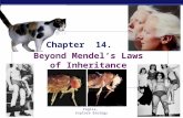 AP Biology 2005-2006 Modified from: Kim Foglia, Explore Biology Chapter 14. Beyond Mendel’s Laws of Inheritance.