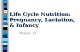 Life Cycle Nutrition: Pregnancy, Lactation, & Infancy Chapter 14.