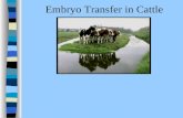 Embryo Transfer in Cattle. Introduction This slide show is a general overview of embryo transfer (ET) in beef and dairy cattle. It includes a brief discussion.