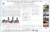 Diel Reproductive Periodicity in Haddock in the Southwestern Gulf of Maine Katie A. Anderson, Francis Juanes and Rodney Rountree University of Massachusetts.