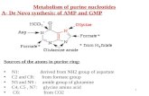 Metabolism of purine nucleotides A- De Novo synthesis: of AMP and GMP Sources of the atoms in purine ring: N1: derived from NH2 group of aspartate C2 and.