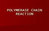 POLYMERASE CHAIN REACTION. PCR Amplification of a specific DNA sequence (100- 5000 bp) Amplification of a specific DNA sequence (100- 5000 bp) 2 synthetic.