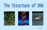 Mr. Coleman Biology DNA DNA.DNA is often called the blueprint of life. In simple terms, DNA contains the instructions for making proteins within the.