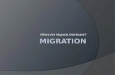 Where Are Migrants Distributed?. GLOBAL MIGRATION PATTERNS  Net in-migration North America, Europe & Oceania  Net out-migration Asia, Latin America,