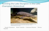 Reviving the Lake Sturgeon in the Lake Champlain Watershed Sarah Donelson Nick Costello Catriona Brosius Devon Snyder