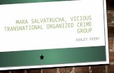 MARA SALVATRUCHA, VICIOUS TRANSNATIONAL ORGANIZED CRIME GROUP ASHLEY FEENY.