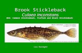 Brook Stickleback Culaea inconstans Lou Ewinger AKA: Common Stickleback, Pinfish and Black Stickleback .