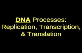 DNA Processes: Replication, Transcription, & Translation.