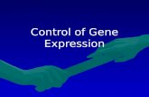 Control of Gene Expression. Steps of gene expression Transcription – DNA is read to make a mRNA in the nucleus of our cells Transcription – DNA is read.
