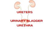 URETERS URINARY BLADDER URETHRA. OBJECTIVES At the end of the lecture, students should be able to:  Describe the course of ureter & identify the sites.