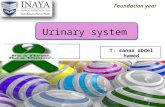 Foundation year Urinary system T: sanaa abdel hamed.