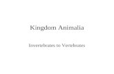 Kingdom Animalia Invertebrates to Vertebrates General Characteristics Multicellular eukaryotes Heterotrophs that ingest their food Mostly sexual reproduction,