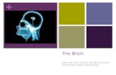+ The Brain Objective: List, identify and give functions of the major regions of the brain.