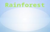 We are learning about the rainforest. Rainforests are hot, steamy places were it rains a lot. Rainforests are the wettest areas of land in the world.