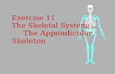 Exercise 11 The Skeletal System: The Appendicular Skeleton