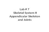 Appendicular Skeleton and Joints Lab # 7 Skeletal System II.