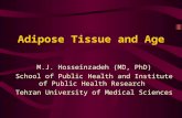 Adipose Tissue and Age M.J. Hosseinzadeh (MD, PhD) School of Public Health and Institute of Public Health Research Tehran University of Medical Sciences.