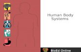 BioEd Online Human Body Systems.  BioEd Online Levels of Organization in the Body Cells Tissues Epithelial, connective, muscular, nervous.