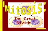 The Great Divide. “MITOSIS IN A NUTSHELL” To Be Answered… THINK:  How many cells are you composed of?  When an organism grows bigger do you get more.