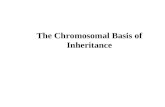 The Chromosomal Basis of Inheritance. Overview: Locating Genes Along Chromosomes Mendel’s “hereditary factors” were genes Today we can show that genes.