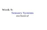 Week 9: Sensory Systems mechanical. external stimulus behavior mechanosensory systems environmental link highly selective.