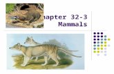 Chapter 32-3 Mammals. Copyright Pearson Prentice Hall 32-3 Primates and Humans.