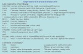 1 Expression in mammalian cells Lab examples of cell lines: HEK293 Human embyonic kidney (high transfection efficiency) HeLa Human cervical carcinoma (historical,