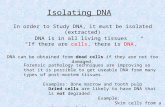 In order to Study DNA, it must be isolated (extracted) DNA is in all living tissues “If there are cells, there is DNA.” Isolating DNA DNA can be obtained.