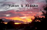 Yukon & Alaska. Our Route in Canada & Alaska Yukon: Drainage Divides Peel River Drainage Area Yukon River Drainage Area Mackenzie River Drainage Area.